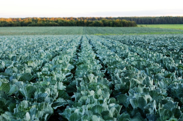 Gardening and agricultural activities during the harvest season rows of cabbage