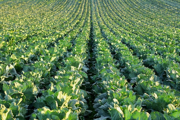 Gardening and agricultural activities during the harvest season rows of cabbage