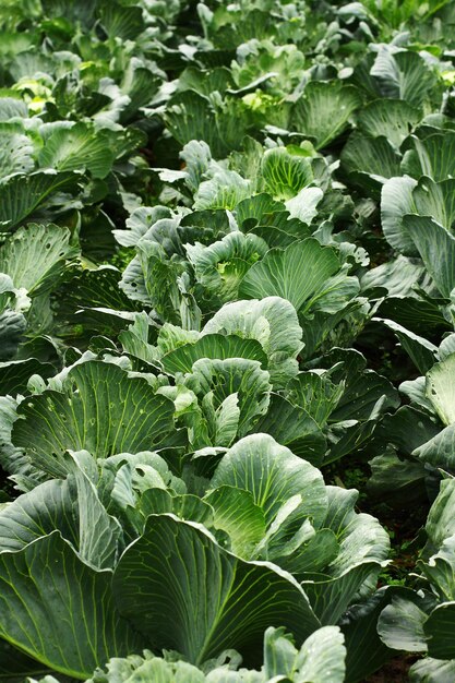 Gardening and agricultural activities during the harvest season rows of cabbage