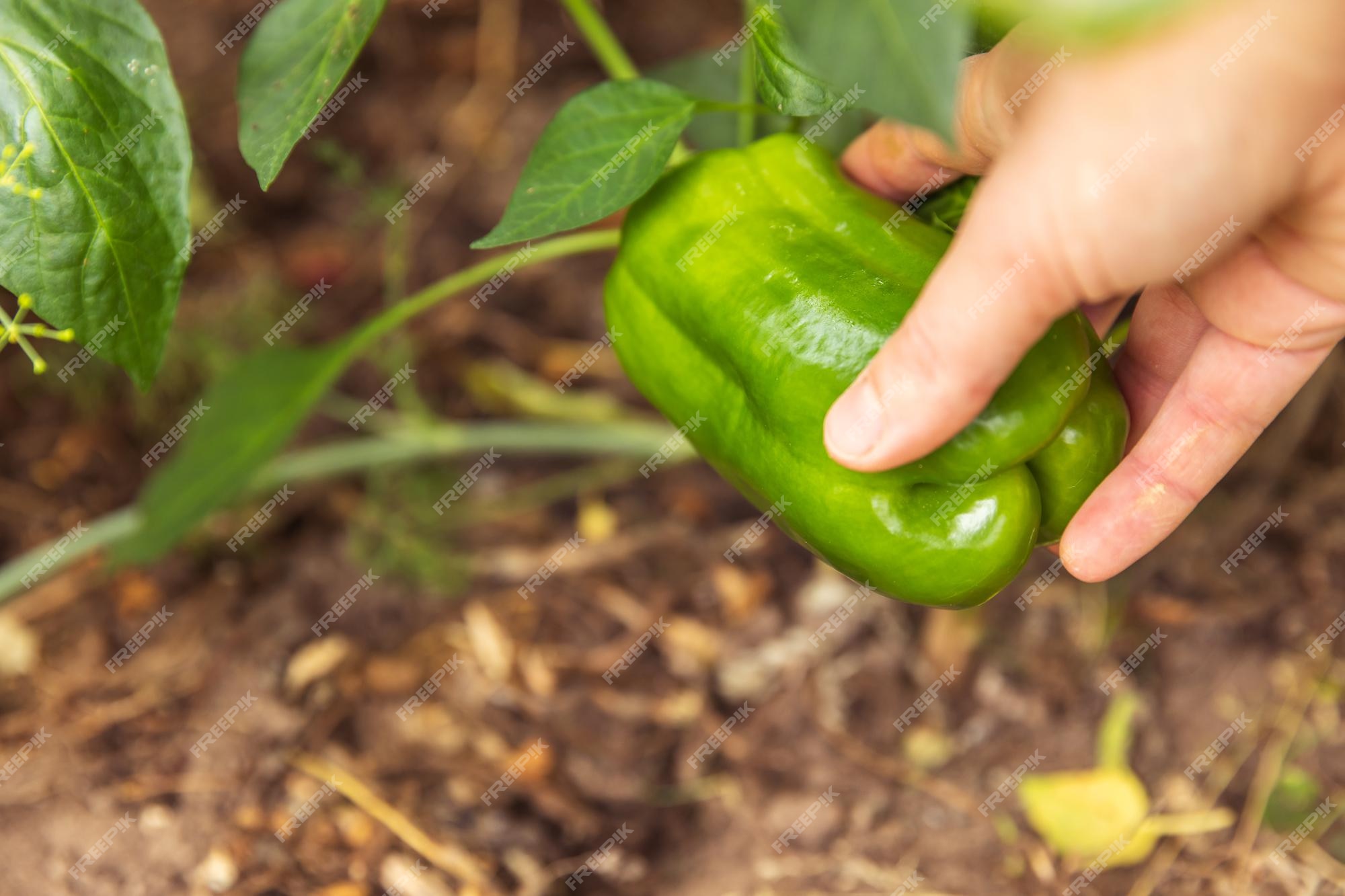 Premium Photo | Gardening and agriculture concept. female farm worker hand harvesting green fresh ripe organic bell pepper in garden. vegan vegetarian home grown food production. woman picking paprika pepper.