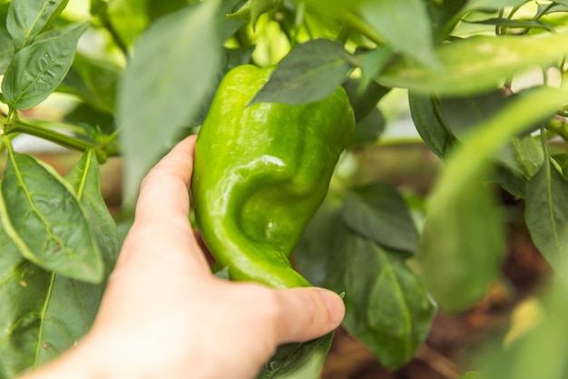 Gardening and agriculture concept. Female farm worker hand harvesting green fresh ripe organic bell pepper in garden. Vegan vegetarian home grown food production. Woman picking paprika pepper.