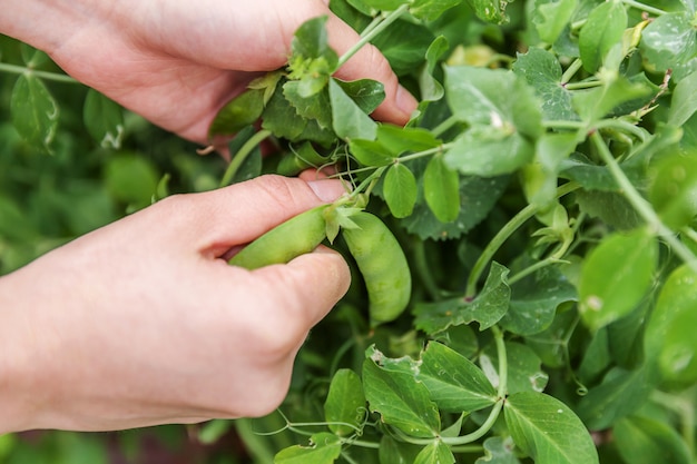 Gardening and agriculture concept. Female farm worker hand harvesting green fresh ripe organic peas on branch in garden. Vegan vegetarian home grown food production. Woman picking pea pods