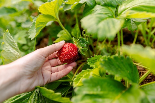 Gardening and agriculture concept woman farm worker hand harvesting red ripe strawberry in garden wo