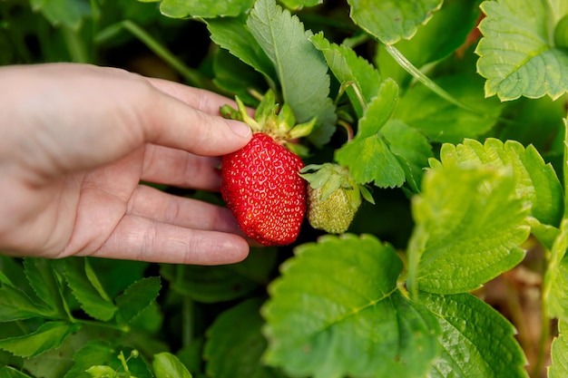 Gardening and agriculture concept woman farm worker hand harvesting red ripe strawberry in garden wo