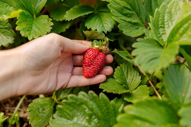 Gardening and agriculture concept Woman farm worker hand harvesting red ripe strawberry in garden Woman picking strawberries berry fruit in field farm Eco healthy organic home grown food concept