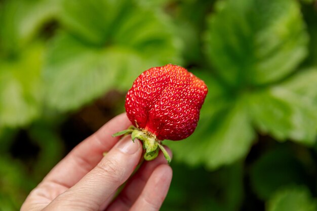 Gardening and agriculture concept Woman farm worker hand harvesting red ripe strawberry in garden Woman picking strawberries berry fruit in field farm Eco healthy organic home grown food concept