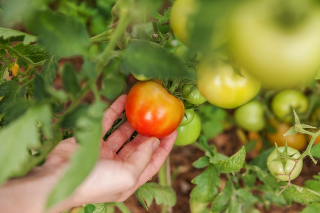 Gardening and agriculture concept. Woman farm worker hand picking fresh ripe organic tomatoes. Greenhouse produce. Vegetable food production. Tomato growing in greenhouse.