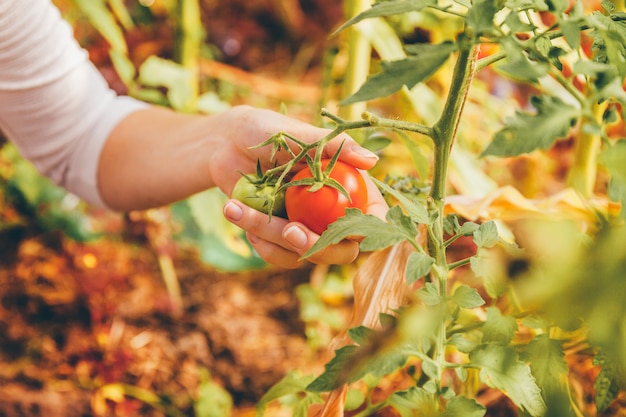 Gardening and agriculture concept. Woman farm worker hands with basket picking fresh ripe organic tomatoes. Greenhouse produce. Vegetable food production.