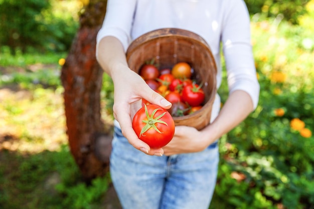 Концепция садоводства и сельского хозяйства. Молодая женщина-работник фермы держит в руках корзину, собирая свежие спелые органические помидоры в саду. Продукция теплицы. Производство продуктов питания из овощей