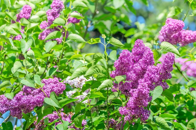 春の庭の園芸背景紫ライラックの花