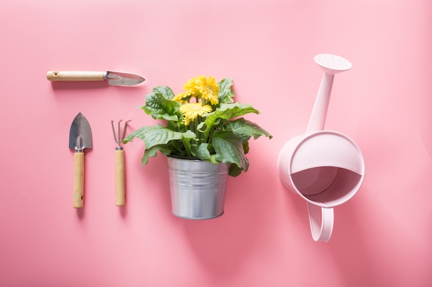 Gardening background with watering can and gerbera flowers