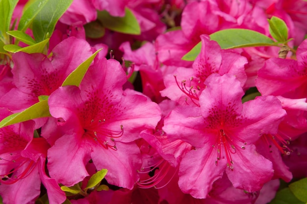 gardening, botany and flora concept - beautiful red flowers at summer garden