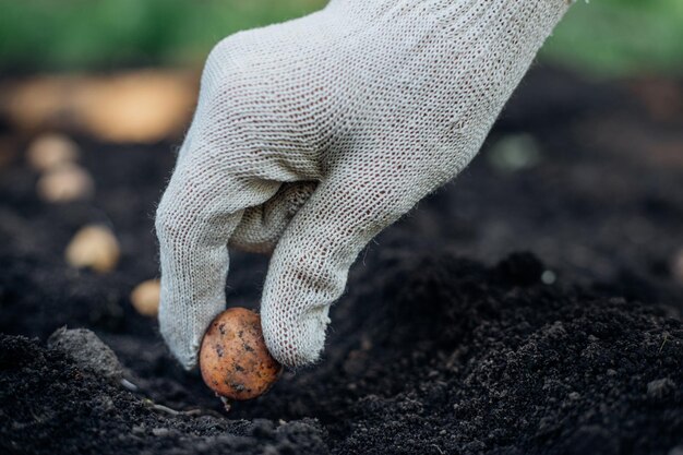 gardening closeup on hands in white gloves planting a small potato in the ground