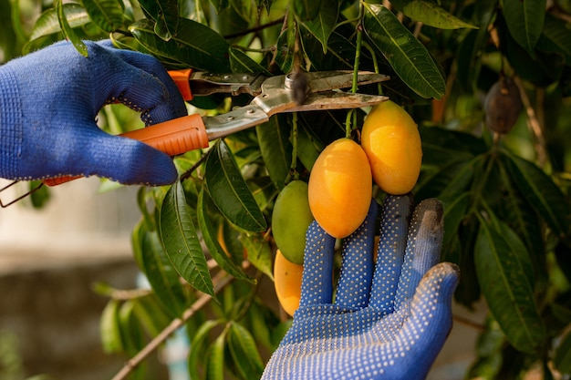 Foto concetto di giardinaggio un agricoltore che raccoglie la prole ritagliando le parti richieste delle colture.