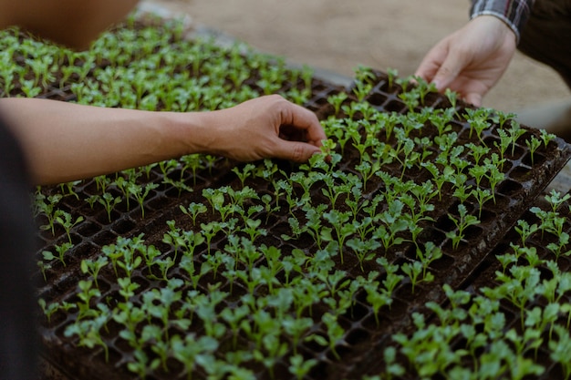 Gardening concept a farmer culling the green seedlings before removing them from pots to growing in the prepared soil plot.