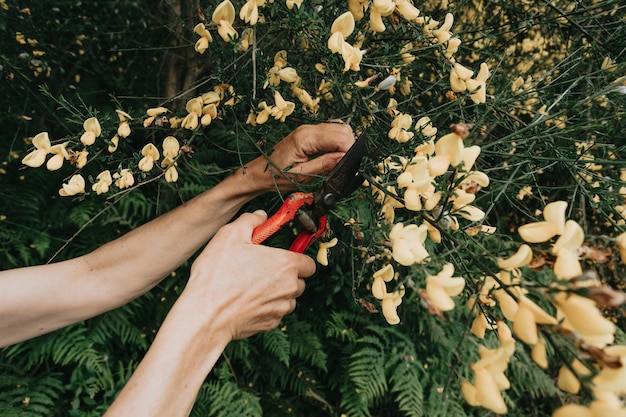 원예 개념 - 빨간 장미를 심는 햇살 가득한 정원의 정원사. 정원에서 일하는 시니어 여성 80 세