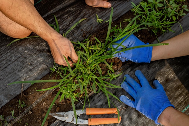 ガーデニングの概念雑草を取り除くことによって野菜畑の周りの領域を掃除する男性の庭師