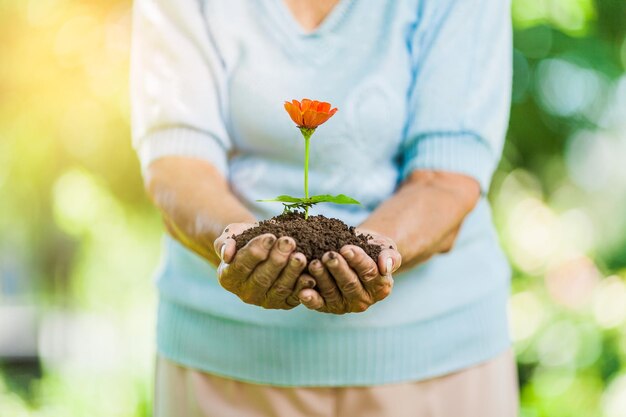 Photo gardening concept old woman holding a new plant