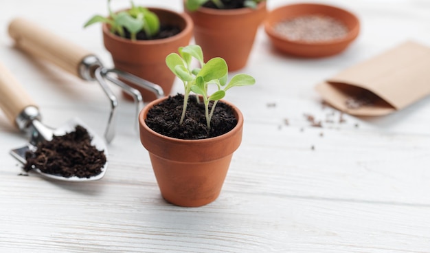 Gardening concept planting at home