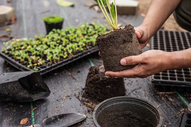 ガーデニングのコンセプトいくつかの緑の植物は、植物がより大きく成長できるように、より大きなサイズの鉢に植え替えられました。