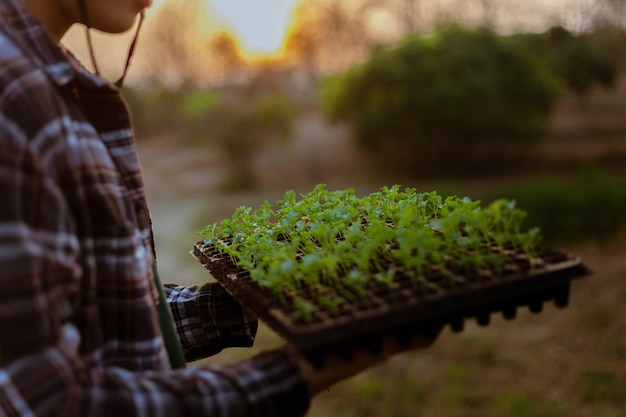 ガーデニングのコンセプトいくつかの緑の植物は、植物がより大きく成長できるように、より大きなスペースに植え替えられました。