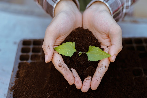 Gardening concept two big hands holding a live plant with black\
soil showing in front of a camera.