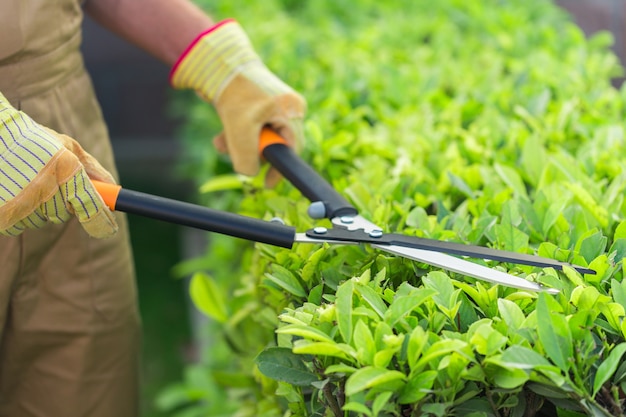 Gardening cutting gardener bush garden utensils using a hedge trimmer