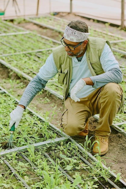gardening enthusiast tending to vegetable plants
