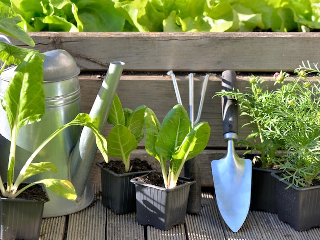 Gardening equipment and vegetable plants in wooden patch