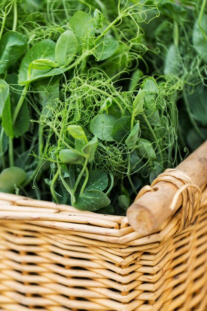 gardening, farming and agriculture concept - close up of green pea or bean seedling in wicker basket