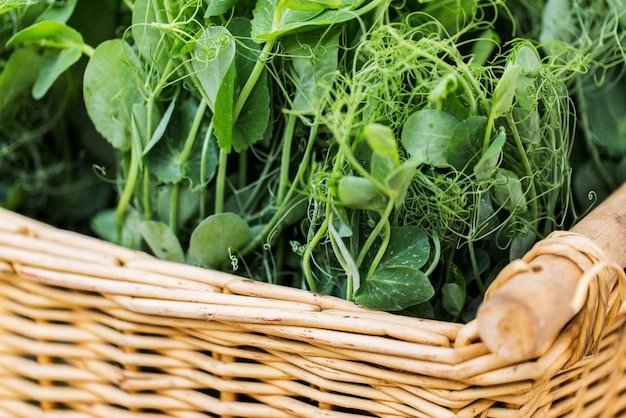 gardening, farming and agriculture concept - close up of green pea or bean seedling in wicker basket