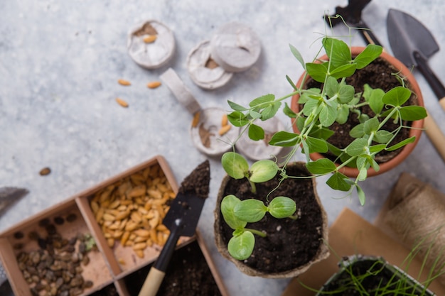 Giardinaggio agricolo. piantine cetriolo e pera in vaso di torba con terreno sparso e attrezzo da giardino. set per la crescita sulla superficie del calcestruzzo.