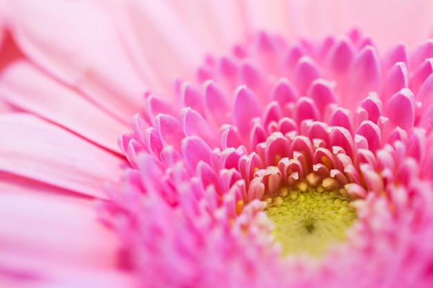 ガーデニング、花、フローリストリー、休日、フローラのコンセプト – 美しいピンクのガーベラの接写