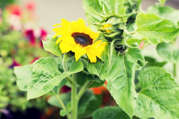 gardening, flowers, nature and botany concept - close up of blooming sunflower in garden