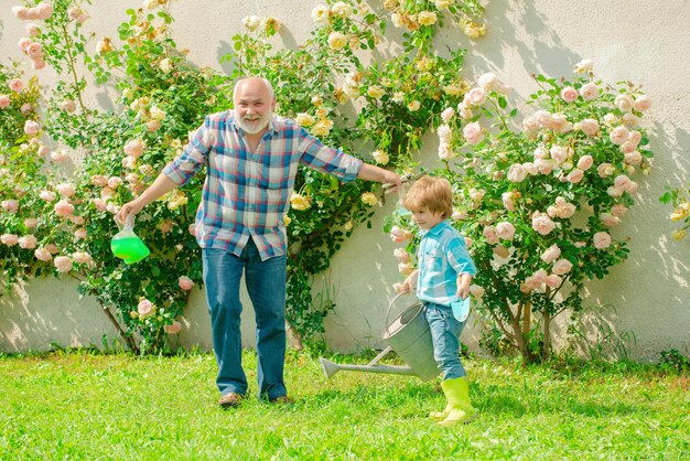 Gardening Grandfather gardener in sunny garden planting roses Gardening activity with little kid and family His enjoys talking to grandfather