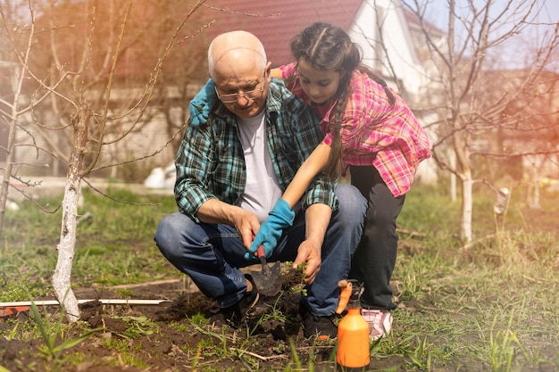 gardening, grandfather and granddaughter in the garden pruning trees.