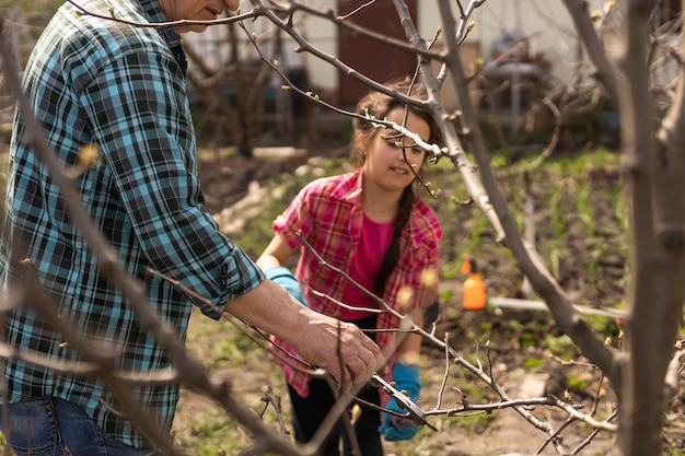 Photo gardening, grandfather and granddaughter in the garden pruning trees.