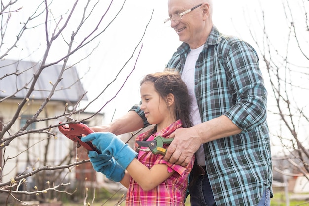 gardening, grandfather and granddaughter in the garden pruning trees.