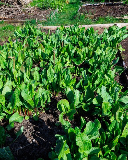 Gardening grow organic products in garden or on farm onions lettuce strawberries arugula