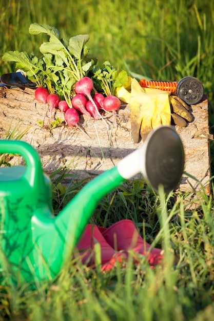 Foto giardinaggio coltivando ortaggi biologici in casa