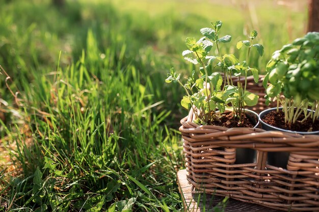 Gardening hobby, healthy vegan eating concept with green mint and basil herbs in metal pot inside wooden basket in the garden green grass with blurred sunlight background