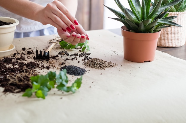 ガーデニングの趣味。種子発芽組成物。植樹に従事する女性。