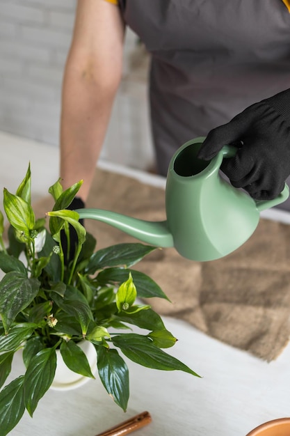 Gardening home Closeup female replanting and watering green plant from watering can in home Potted green plants at home home jungle floral decor Florist shop concept