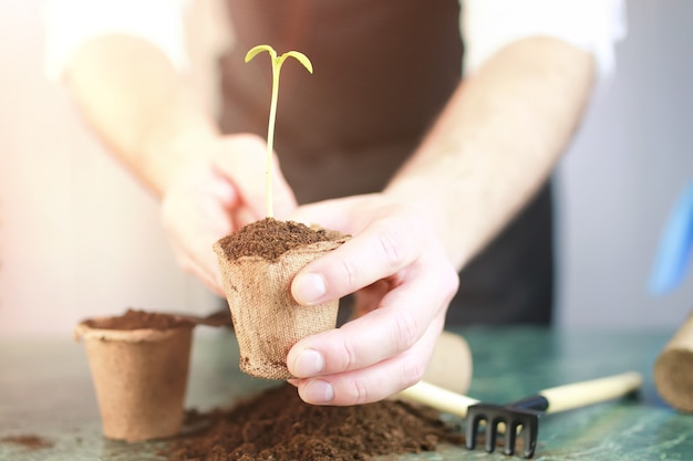 Gardening at home hand sprout table