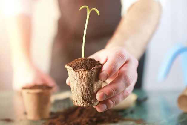 Gardening at home hand sprout table