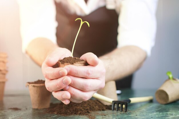 Gardening at home hand sprout table