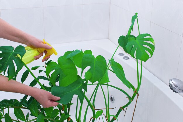 Gardening Home. Woman waters and washes green plants in home bath.