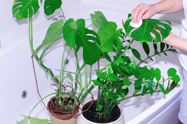 Gardening Home. Woman waters and washes green plants in home bath.