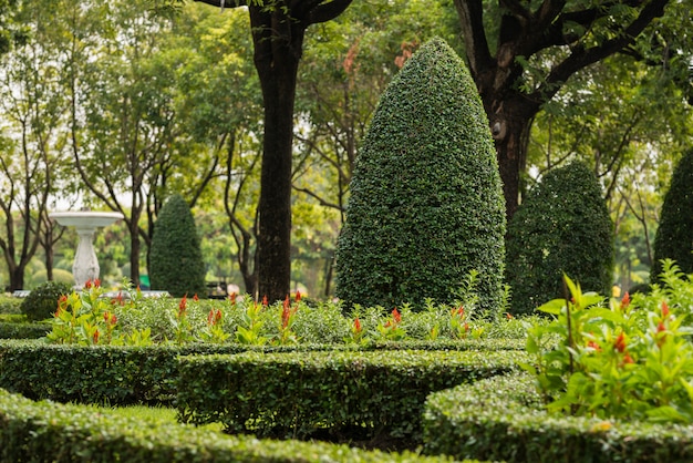 Foto giardinaggio e paesaggistica con alberi decorativi