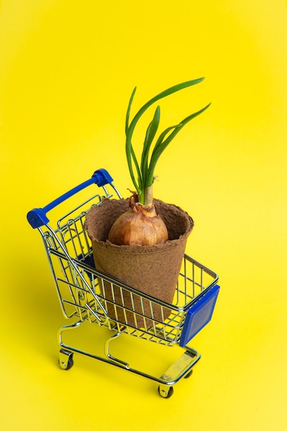 Gardening layout on a yellow wall . preparation for the summer season